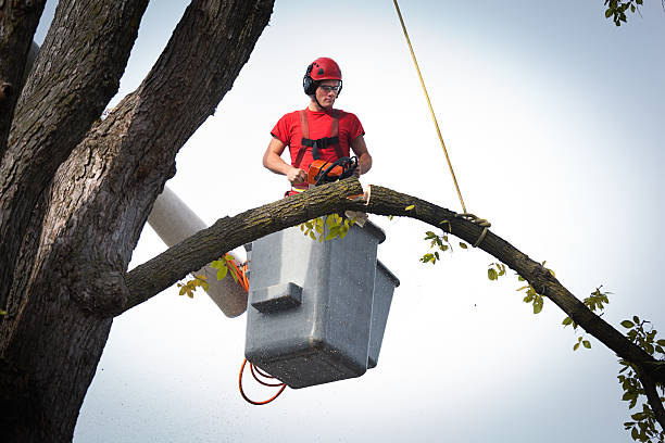 Trusted Yakima, WA  Tree Services Experts